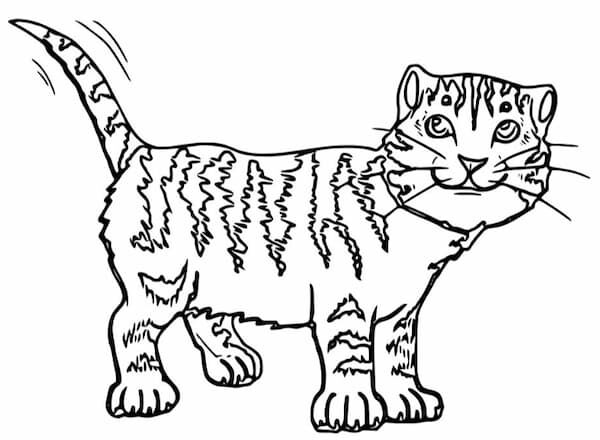 Dibujo para imprimir y colorear - un gato