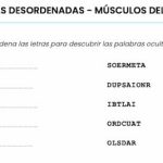 Pasatiempo de palabras desordenadas – Músculos del cuerpo humano Pasatiempo de palabras desordenadas – Músculos del cuerpo humano